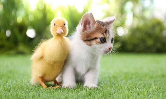 friendship-between-cat-and-duck