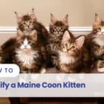 how to identify a maine coon kitten
