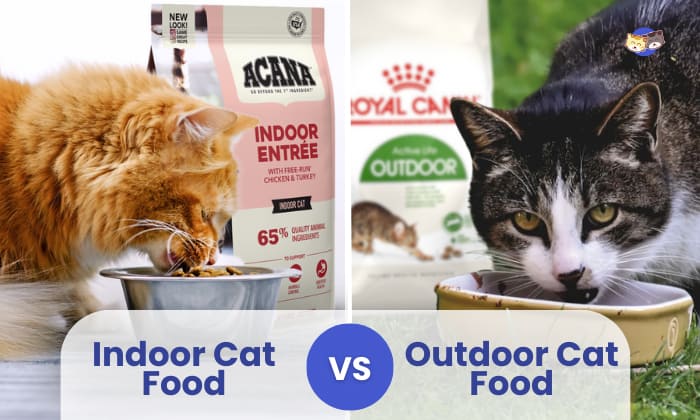 indoor vs outdoor cat food