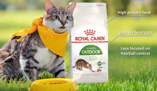 outdoor-cat-food-different-with-outdoor-food