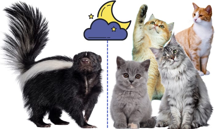 overview-of-Skunks-and-Cats
