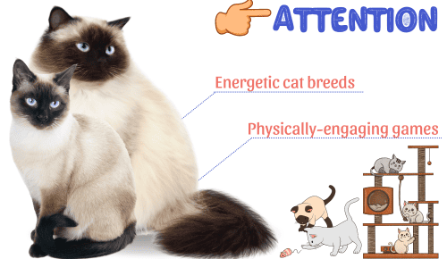 siamese-vs-himalayan-cat-need-for-attention