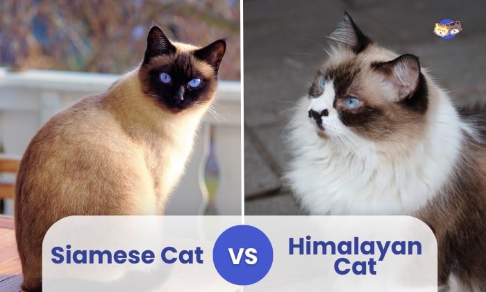 siamese vs himalayan cat