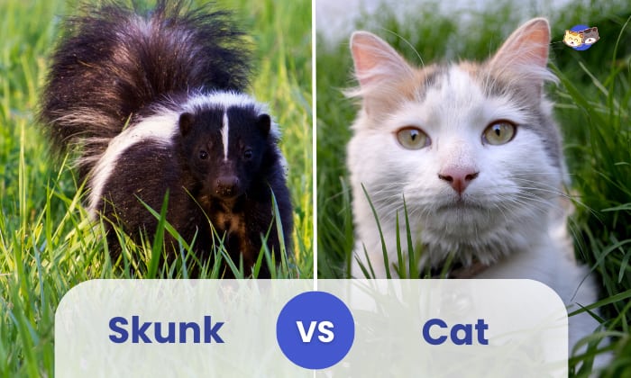 skunk vs cat