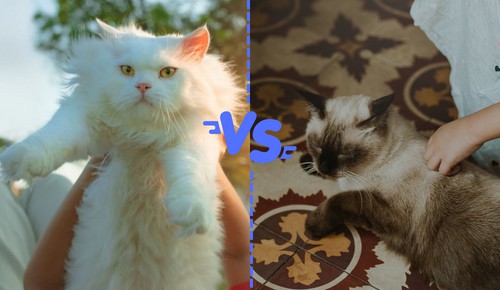 Affectionate-Disposition-of-persian-cat-vs-siamese-cat