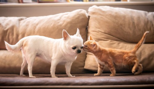 Ages-of-chihuahua-vs-cat