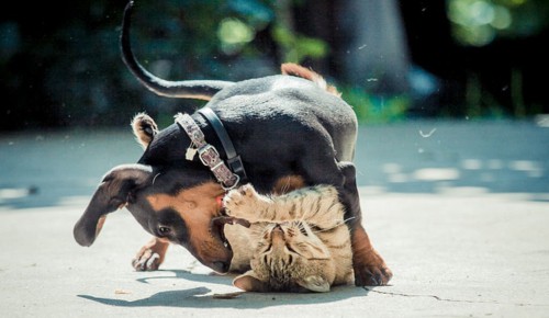 Aggression-levels-will-affect-when-dog-vs-cat-fights