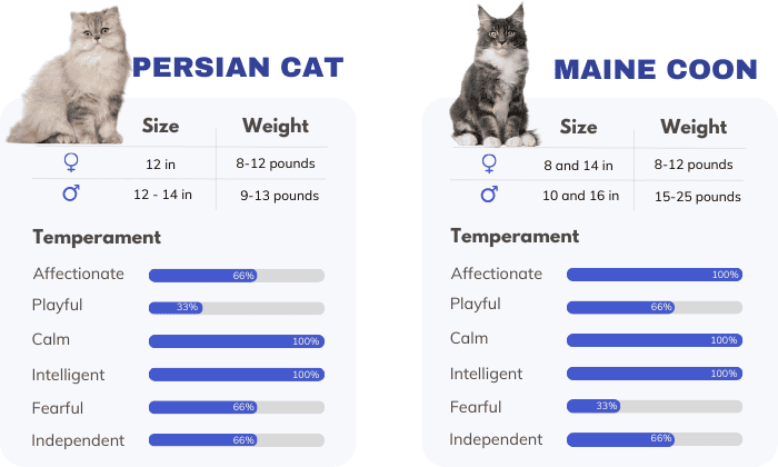 An-Overview-of-Persian-Cat-vs-Maine-Coon