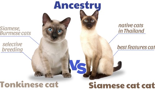 Ancestry-of-tonkinese-vs-siamese-cat