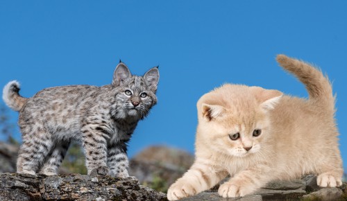 Appearance-of-bobcat-kitten-vs-regular-kitten