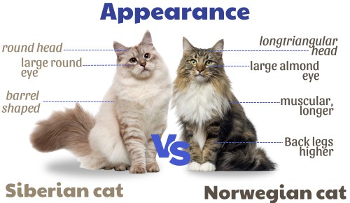 Appearance-of-siberian-vs-norwegian-forest-cat