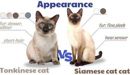 Appearance-of-tonkinese-vs-siamese-cat