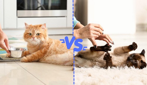 Attention-Seeking-of-persian-cat-vs-siamese-cat