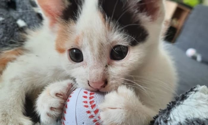 Cat-at-Baseball-Game
