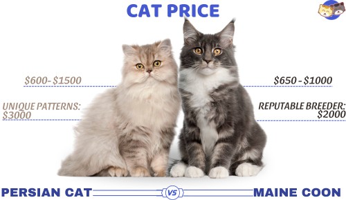 Cat-price-of-persian-cat-vs-maine-coon