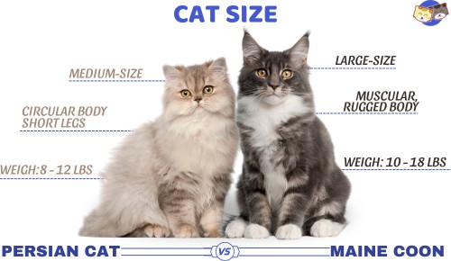 Cat-size-of-persian-cat-vs-maine-coon