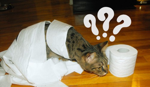 Cat's-curiosition-cause-cat-eat-toilet-paper