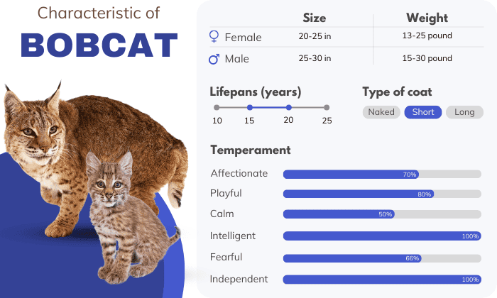 Characteristic-of-Bobcat-cat