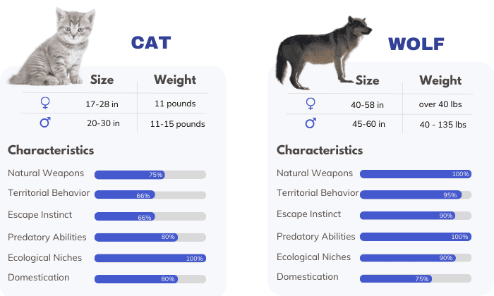 Characteristics-of-cat-and-wolf