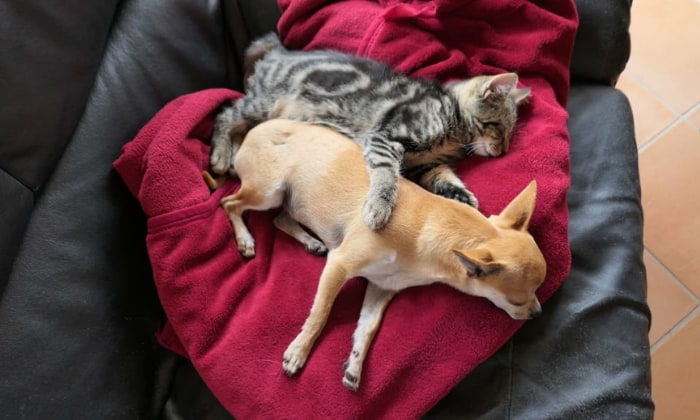 Chihuahuas-Get-Along-With-Cats