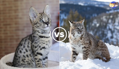 Coat-pattern-of-savannah-cat-vs-bobcat
