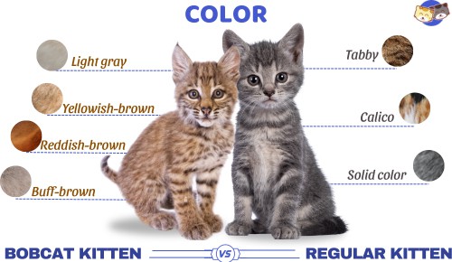 Color-of-bobcat-kitten-vs-regular-kitten