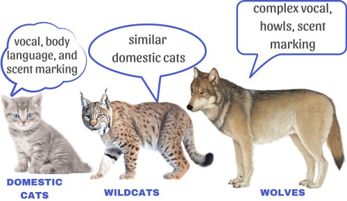 Communication-of-cat-vs-wolf