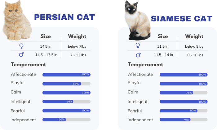 Comparison-Between-Siamese-Cat-vs-Persian-Cat