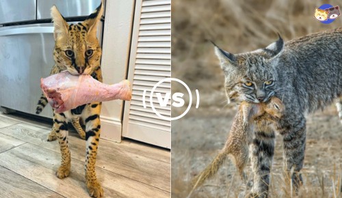 Diet-of-savannah-cat-vs-bobcat