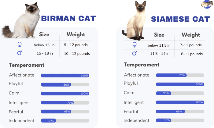 Difference-Between-Siamese-vs-Birman