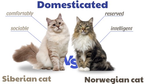 Domesticated-of-siberian-vs-norwegian-forest-cat