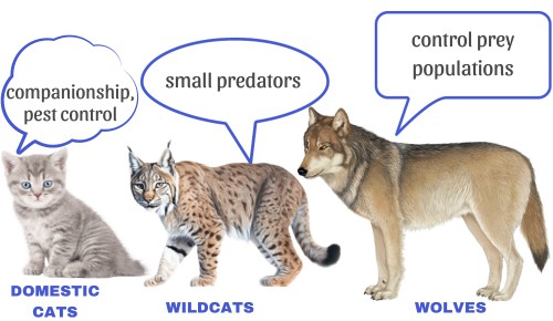 Ecological-role-of-cat-vs-wolf
