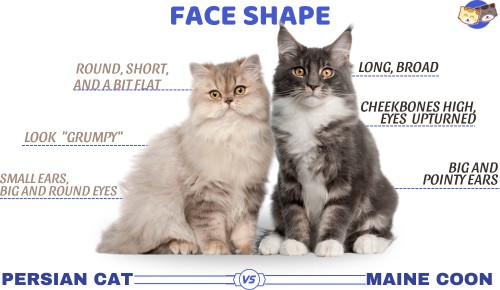 Face-shape-of-persian-cat-vs-maine-coon