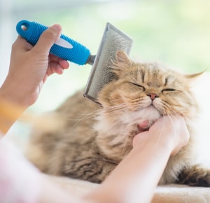 Grooming-requirements-for-persian-cat-vs-maine-coon