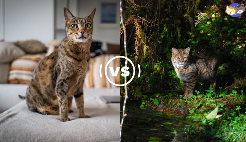 Habitat-of-savannah-cat-vs-bobcat