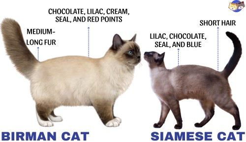 Hair-type-and-color-of-birman-vs-siamese-cat