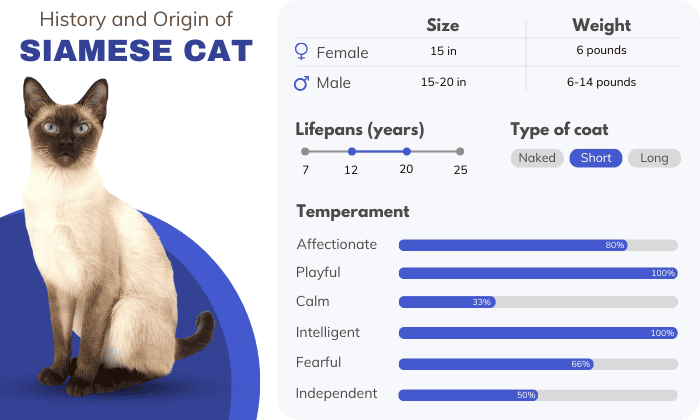 History-and-Origin-of-Siamese-Cat