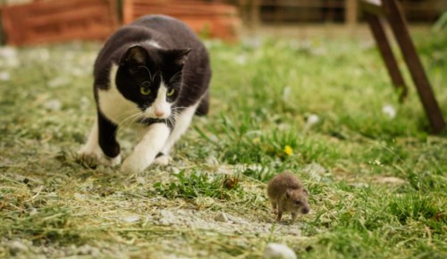 Do Cats Keep Mice Away? Facts & FAQ - Catster