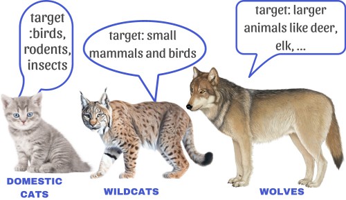 Hunting-strategy-of-cat-vs-wolf