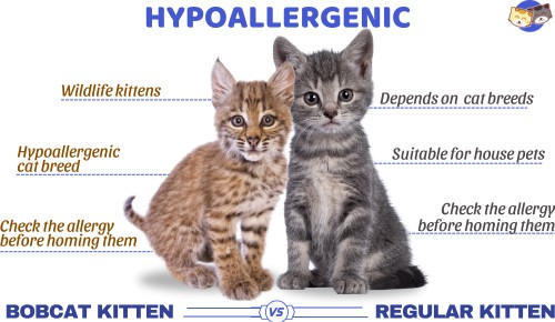 Hypoallergenic-of-bobcat-kitten-vs-regular-kitten