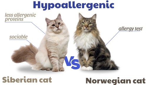 Hypoallergenic-of-siberian-vs-norwegian-forest-cat