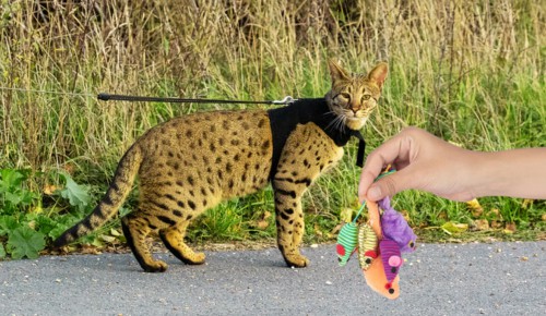 Intelligence-of-activeness-of-f1-vs-f2-savannah-cat