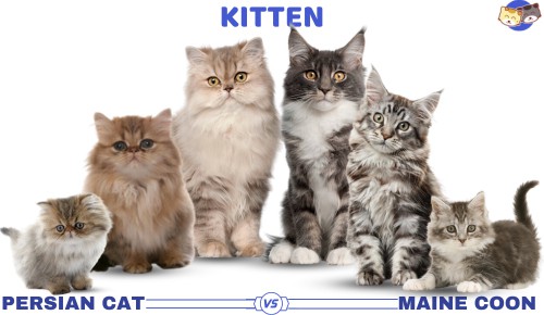Kitten-of-persian-cat-vs-maine-coon
