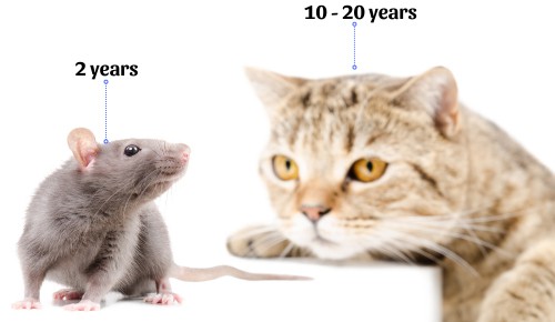 Lifespan-of-cats-vs-mice