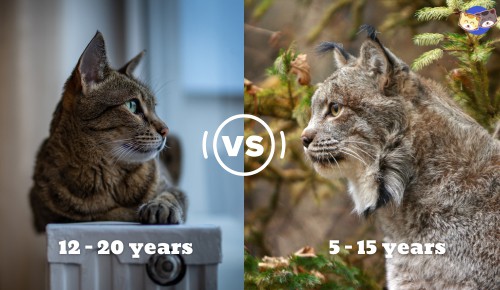 Lifespan-of-savannah-cat-vs-bobcat