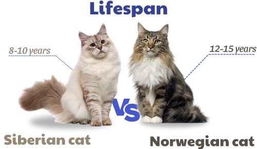Lifespan-of-siberian-vs-norwegian-forest-cat