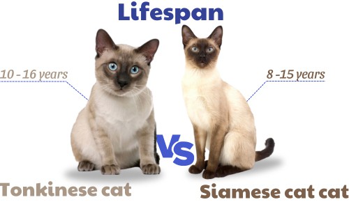 Lifespan-of-tonkinese-vs-siamese-cat
