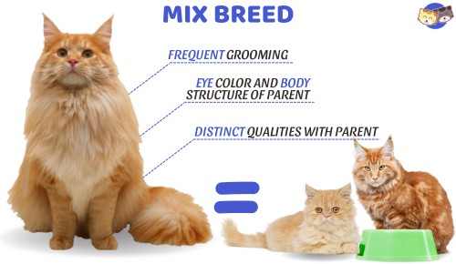 Mix-breed-of-persian-cat-vs-maine-coon