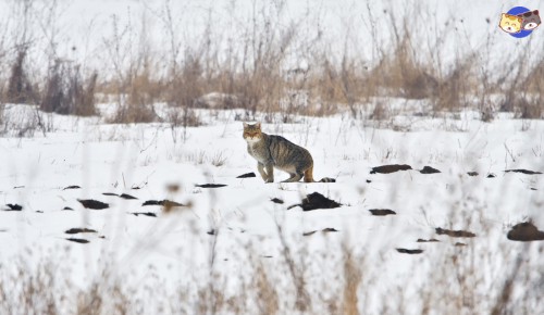 Origin-of-savannah-cat-vs-bobcat