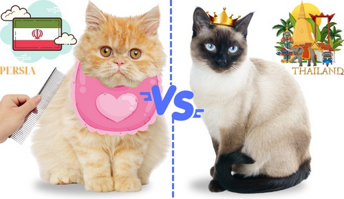 Origins-and-Heritage-of-persian-cat-vs-siamese-cat